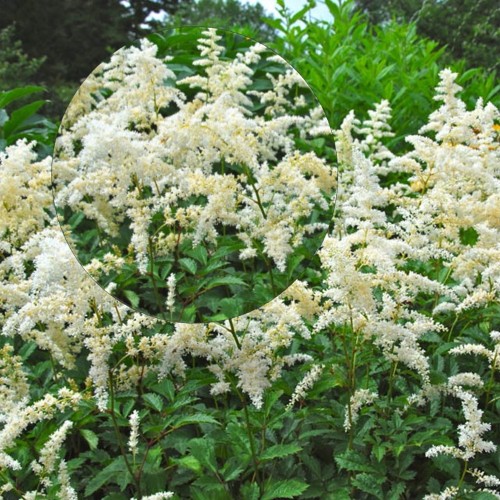 Astilbe arendsii 'Snowdrift' - Arendsi astilbe 'Snowdrift' P9/0,55L 